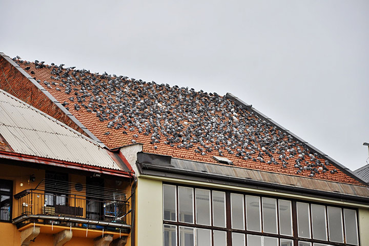 A2B Pest Control are able to install spikes to deter birds from roofs in Skegness. 