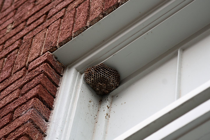 We provide a wasp nest removal service for domestic and commercial properties in Skegness.